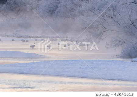 川霧のタンチョウ鶴 42041612