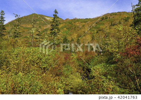 栂池自然園の紅葉 42041763