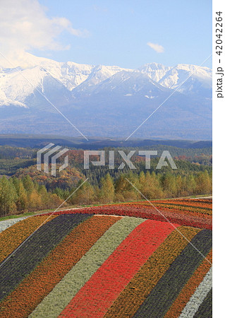 北海道　美瑛　四季彩の丘　 42042264
