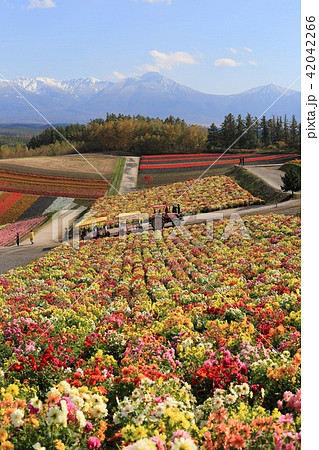 北海道 美瑛 四季彩の丘 北海道 美瑛 四季彩の丘 42042266
