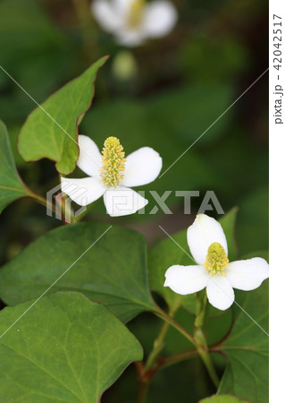 どくだみの花 どくだみの花 42042517
