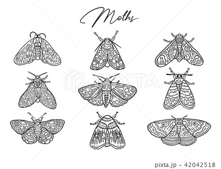 Ink butterflies and moths collection. Hand drawn vector illustration. Ideal for coloring print 42042518