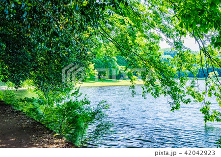 一碧湖の新緑 42042923