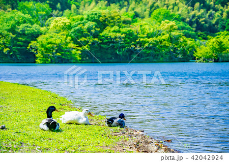 一碧湖と鳥 42042924