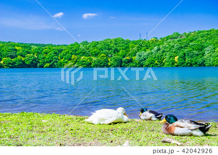 一碧湖と鳥 一碧湖と鳥 42042926