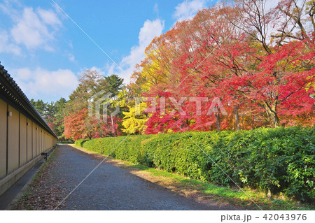 錦秋の京都御苑 42043976