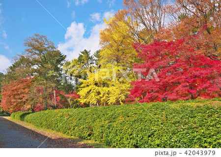 錦秋の京都御苑 42043979