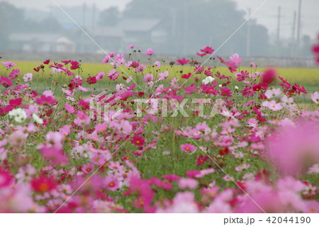 吉見町コスモス畑の写真素材