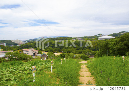 神戸総合運動公園 コスモスの丘 兵庫県神戸市須磨区緑台の写真素材