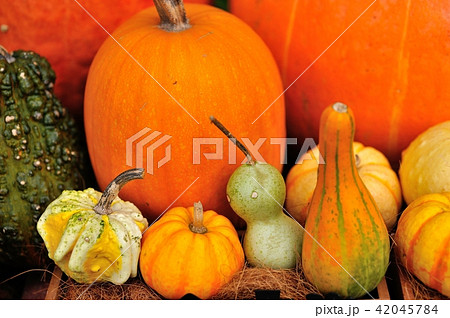 カボチャ カボチャ 42045784