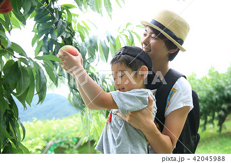 桃狩りを楽しむ親子 42045988