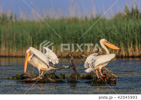 white pelicans in Danube Delta, Romania 42045993