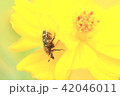 黄色コスモスの花と虫 42046011
