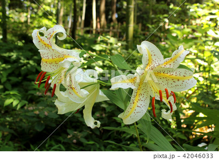 「藤沢えびね・やまゆり園」の山百合(2) 42046033