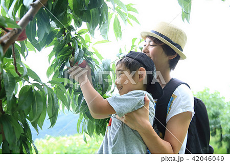 桃狩りを楽しむ親子 桃狩りを楽しむ親子 42046049