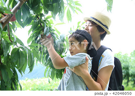 桃狩りを楽しむ親子 42046050