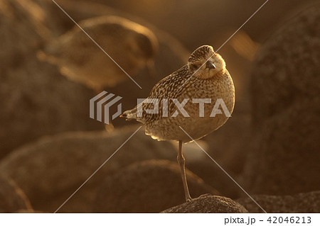 ムナグロ 42046213