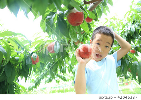 桃狩りを楽しむ子ども 42046337