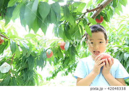桃狩りを楽しむ子ども 42046338