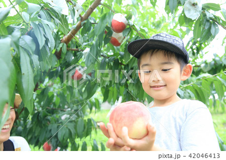 桃狩りを楽しむ親子 桃狩りを楽しむ親子 42046413