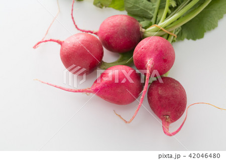 ラディッシュ 42046480
