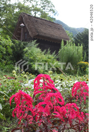 五箇山相倉集落 五箇山相倉集落 42046520
