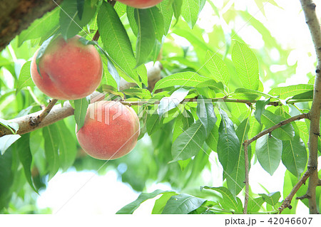桃の木 桃の木 42046607