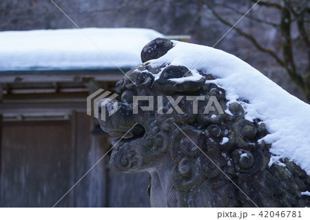 冬の狛犬 42046781