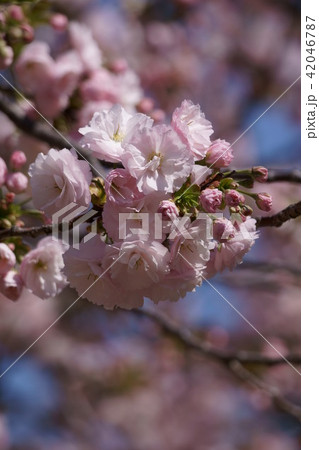 里桜 一葉 花言葉は 優れた美人 の写真素材