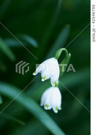 鈴蘭水仙 スノーフレーク 花言葉は 純潔 の写真素材 鈴蘭水仙 スノーフレーク 花言葉は 純潔 の写真素材