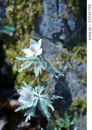 節分草 セツブンソウ 花言葉は デリケート の写真素材