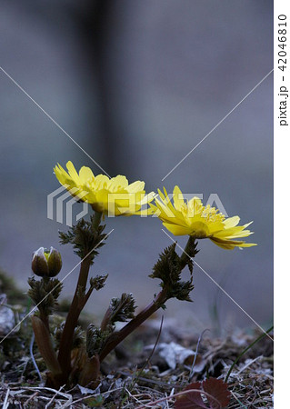 福寿草 花言葉は 幸福を招く の写真素材