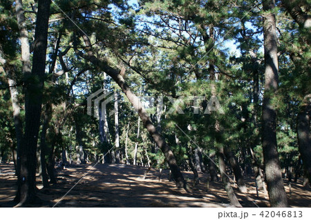 黒松の松林 花言葉は「不老長寿」 黒松の松林 花言葉は「不老長寿」 42046813