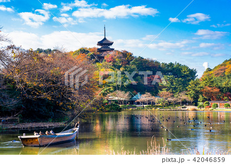 横浜三渓園 大池と三重塔 紅葉 42046859