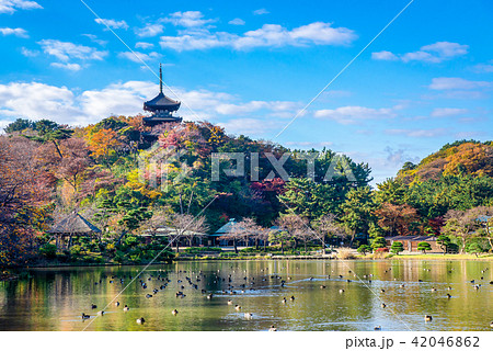 横浜三渓園 大池と三重塔 紅葉 横浜三渓園 大池と三重塔 紅葉 42046862