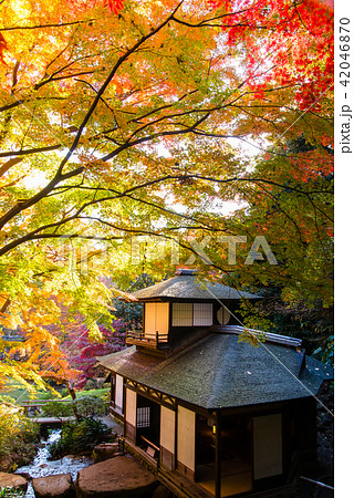 横浜三渓園 聴秋閣と紅葉 42046870