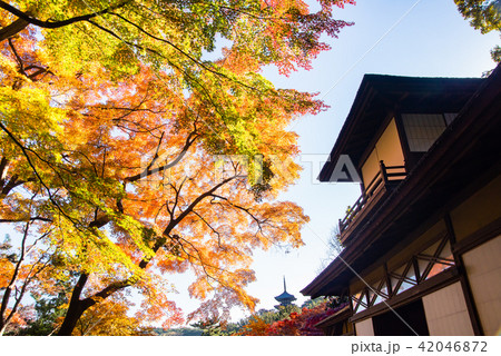 横浜三渓園 聴秋閣の紅葉 42046872