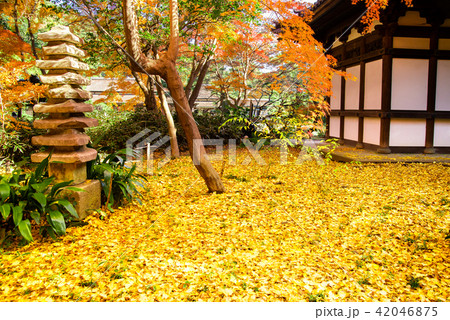 横浜三渓園 旧天瑞寺寿塔覆堂の落葉 横浜三渓園 旧天瑞寺寿塔覆堂の落葉 42046875