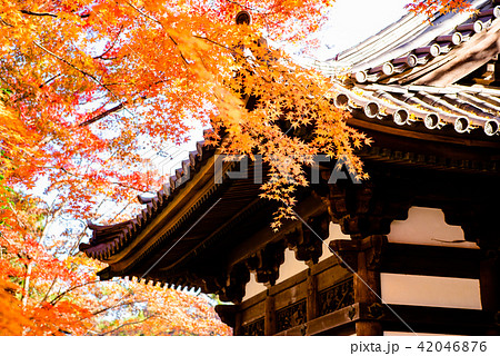 横浜三渓園 旧天瑞寺寿塔覆堂の紅葉 横浜三渓園 旧天瑞寺寿塔覆堂の紅葉 42046876