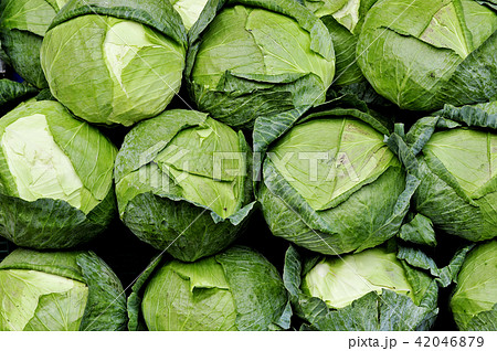 キャベツ 野菜 植物 42046879