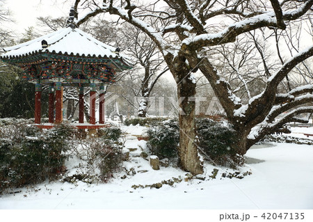 風景 雪景色 木 42047135