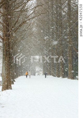 風景 雪景色 木 42047150