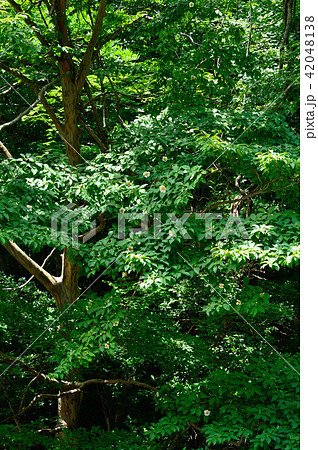 森の中【夏椿の大木】 42048138