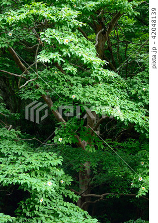 森の中【夏椿の大木】 42048139