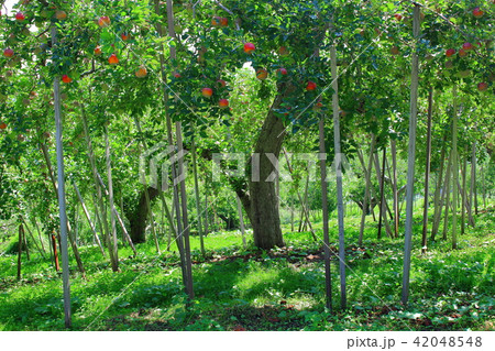 リンゴ畑　その201807 42048548