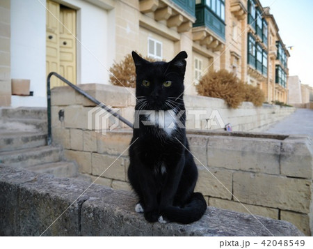 マルタの街の猫 42048549