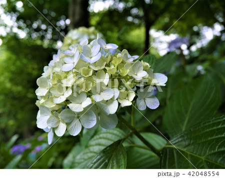 長谷寺の紫陽花 42048554