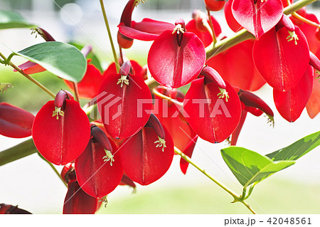 紅いアメリカデイゴの花 42048561