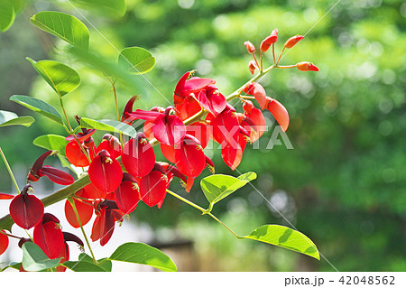 紅いアメリカデイゴの花 42048562