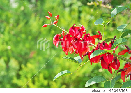 紅いアメリカデイゴの花 42048563